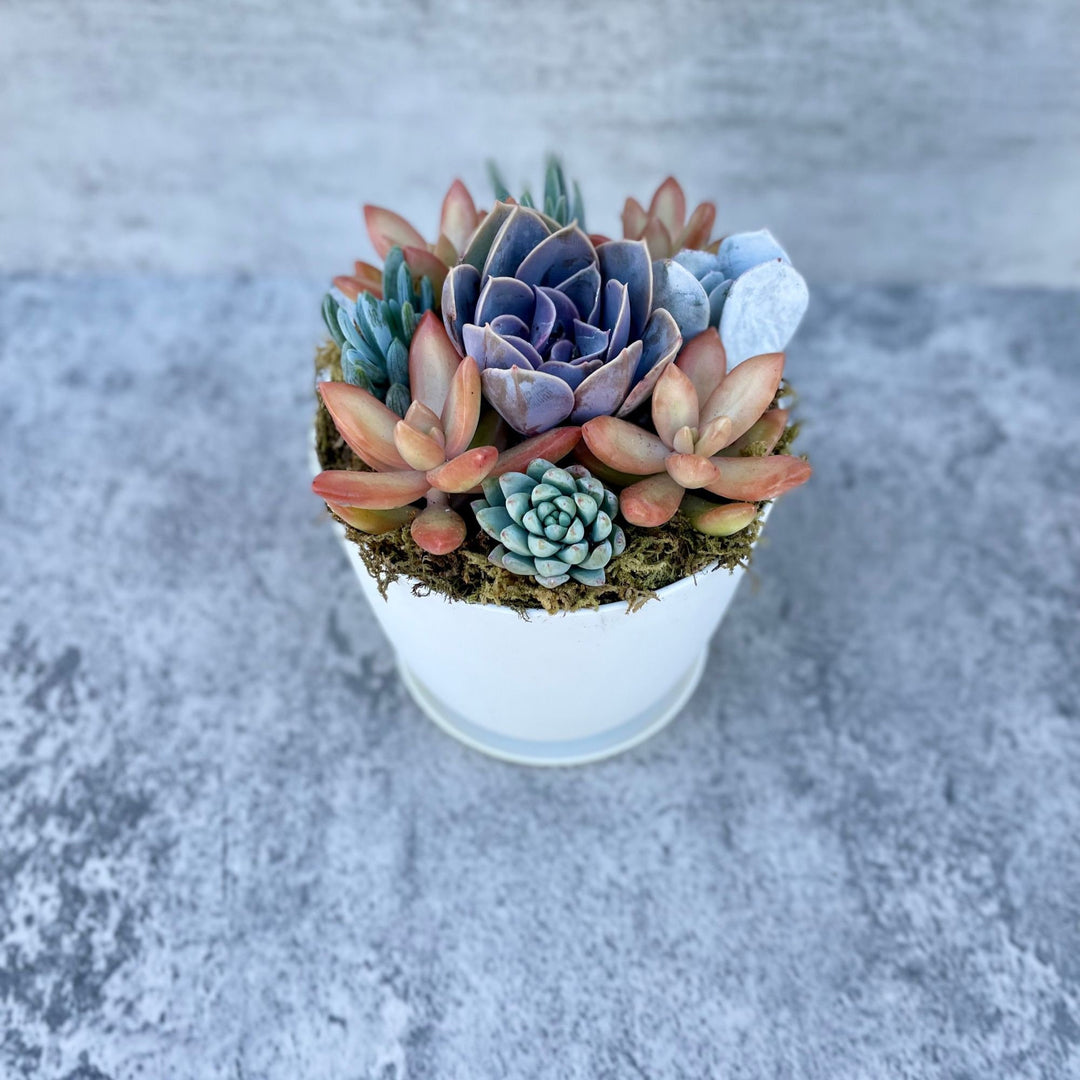 harvest succulents Harvest Moon - Potted Live Succulent Garden