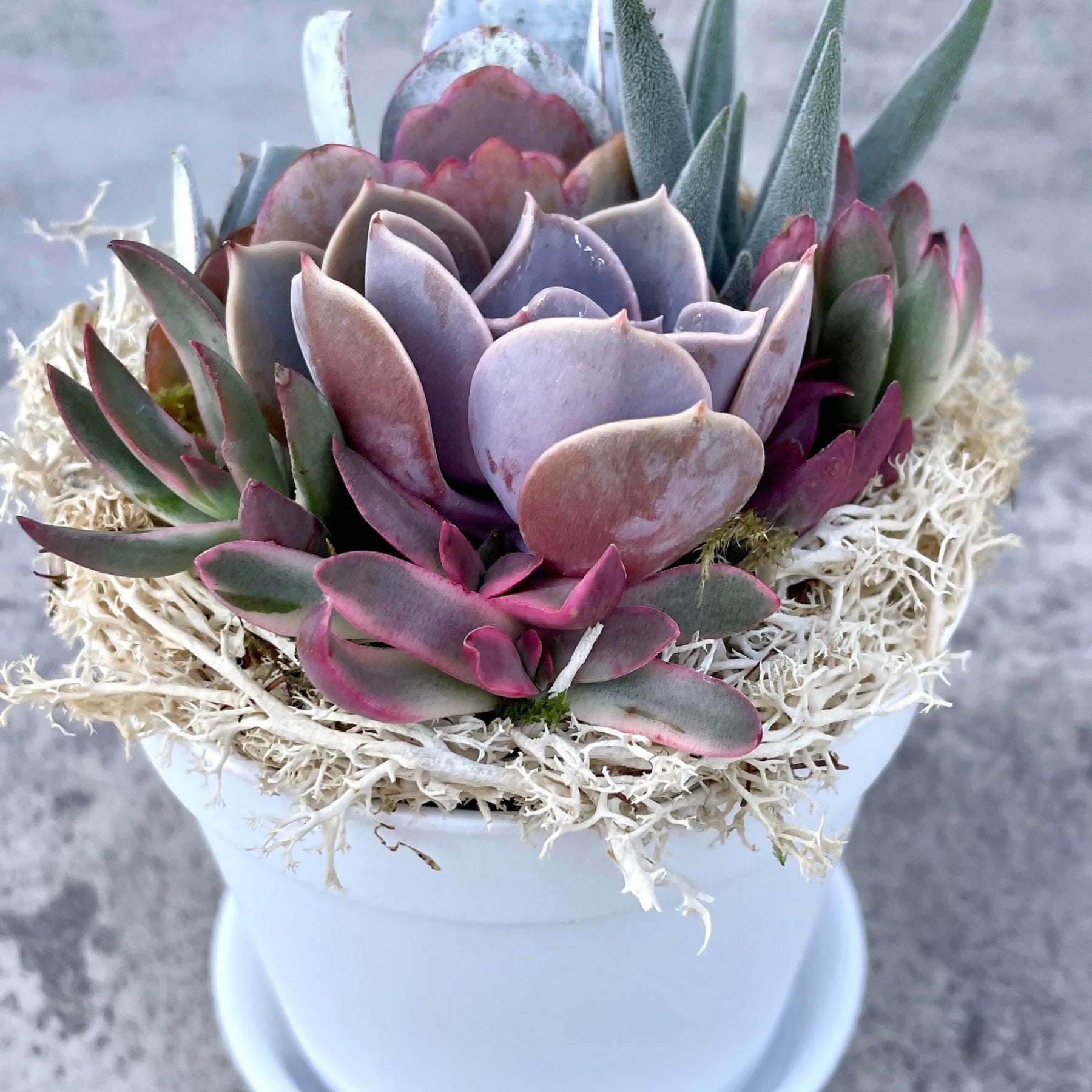 fully grown succulent ILYSM Potted Succulent Arrangement