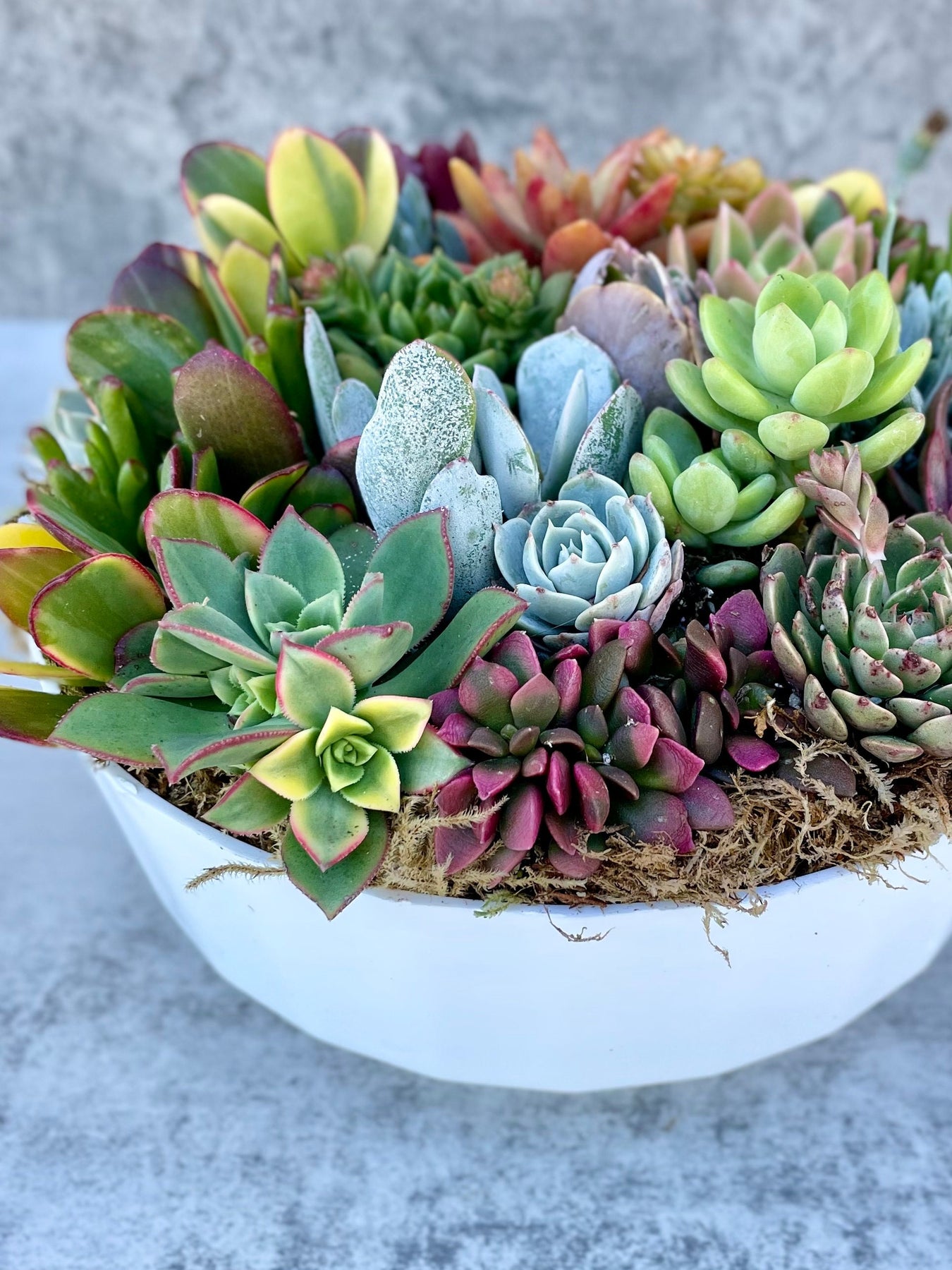 cal succulents California Dreamin - Potted Succulent Garden