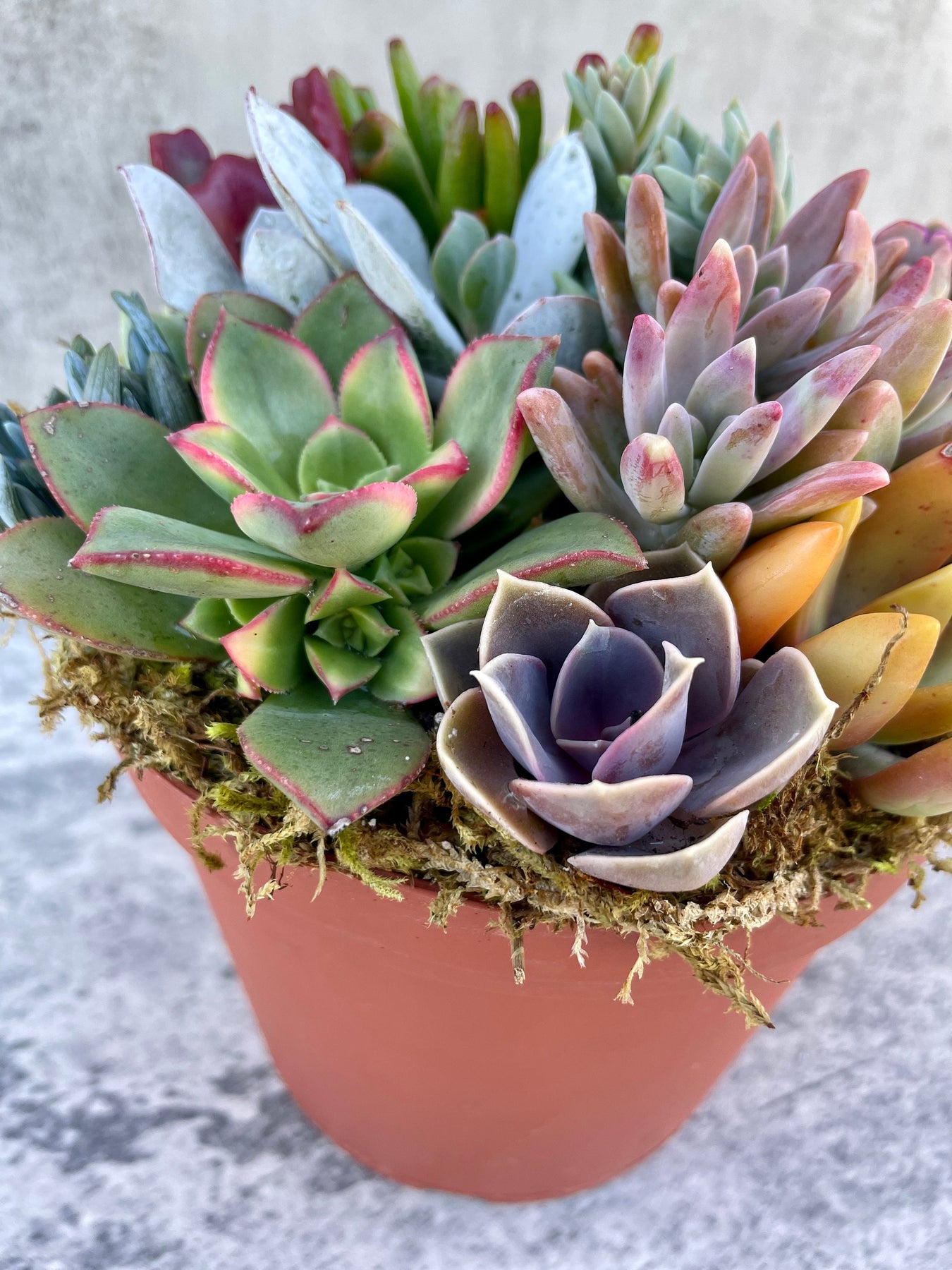 pixie succulent Pixie Paradise 6” Succulent Arrangement