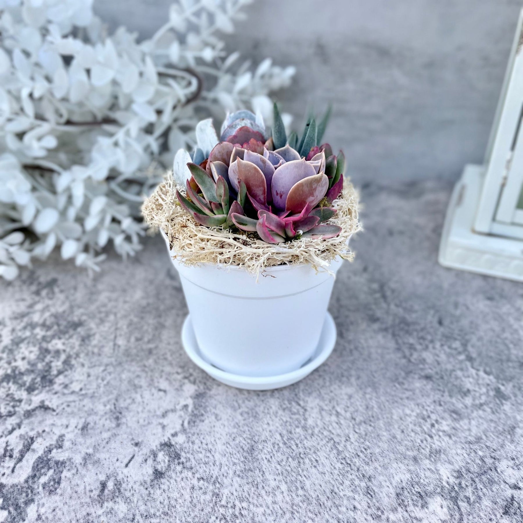 live succulents in white pots ILYSM Potted Succulent Arrangement