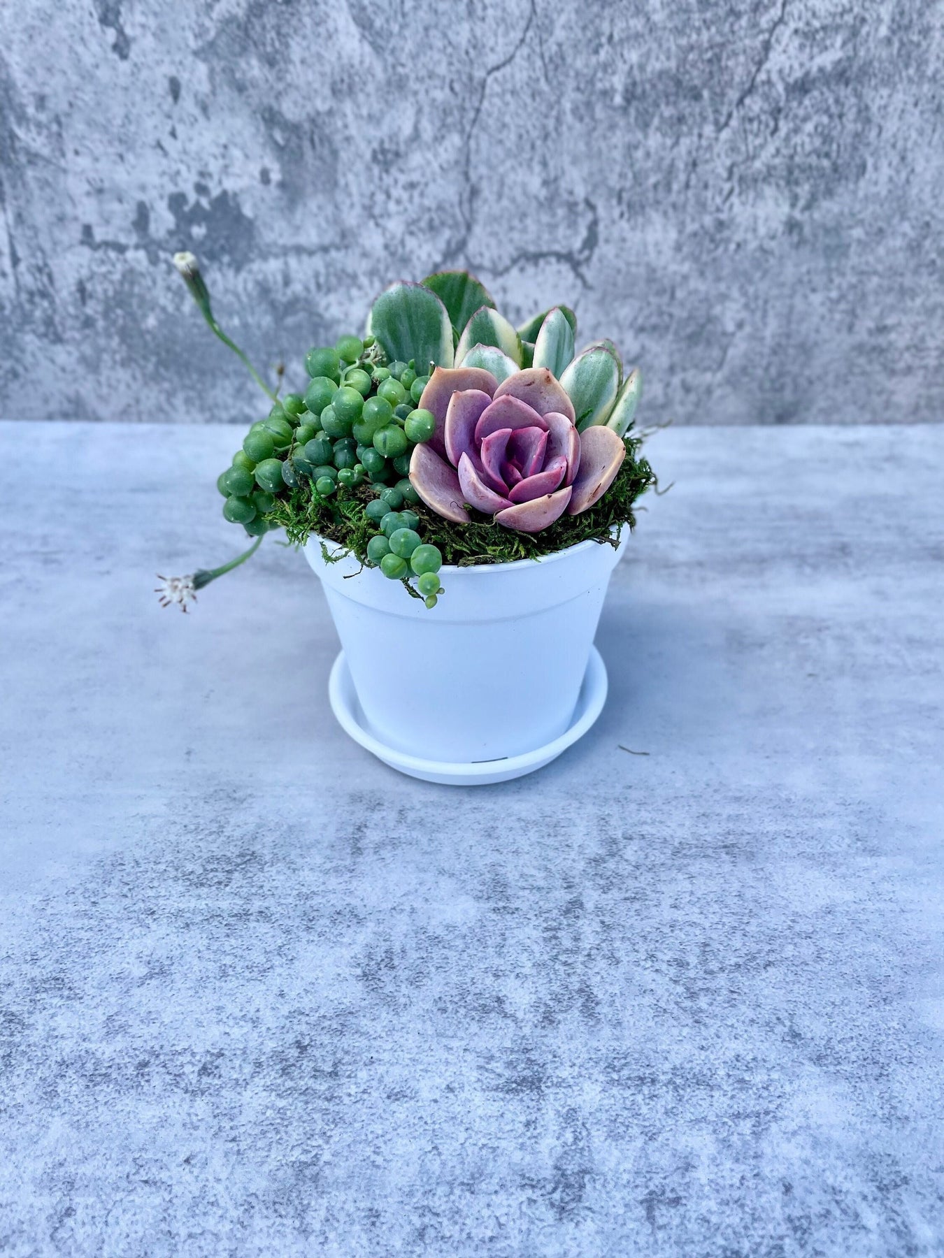 live succulents in white pots Beach House Succulent Garden - Potted Succulents