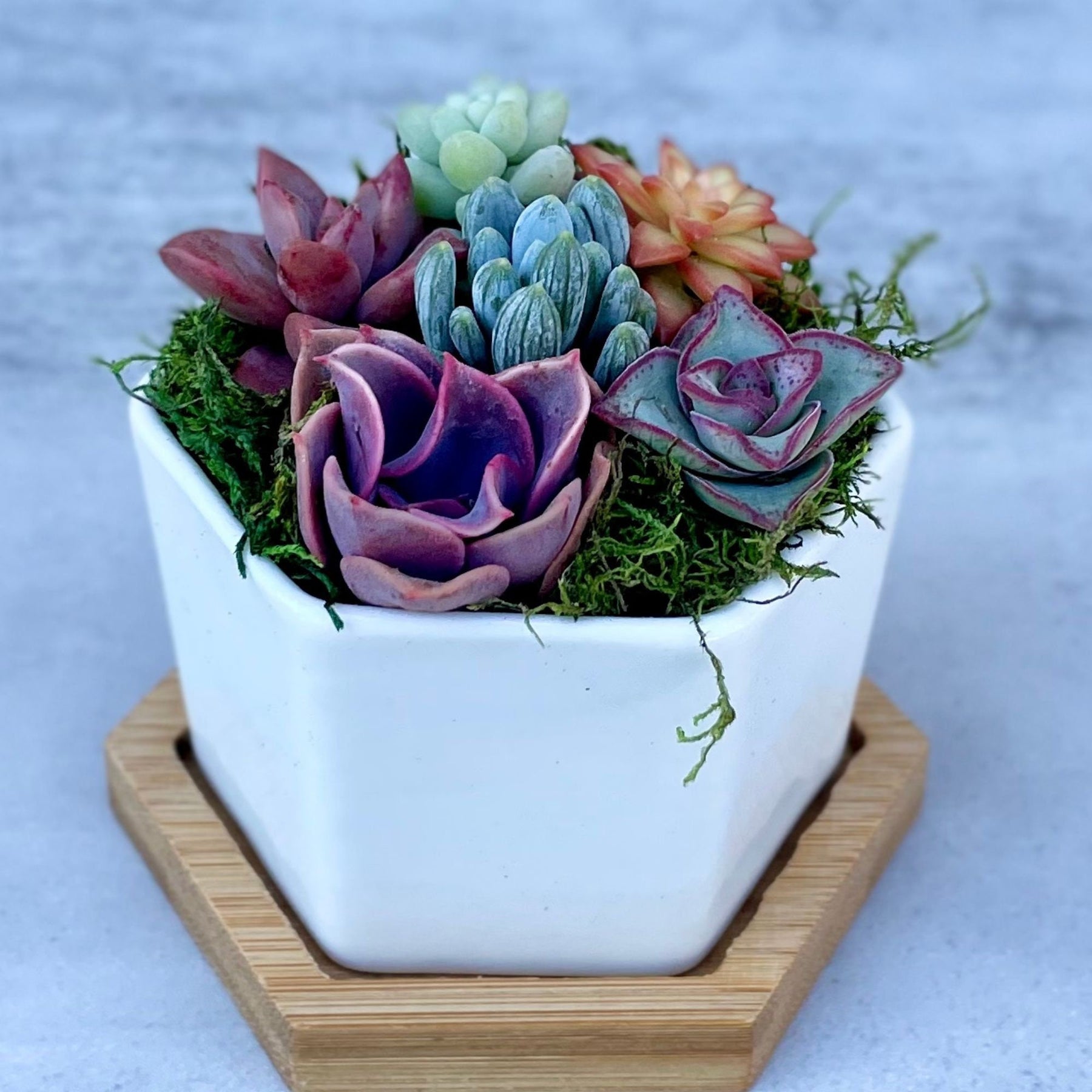 mini succulent in pot Honey Bubbles - Live Mini Succulent Garden in Ceramic Pots