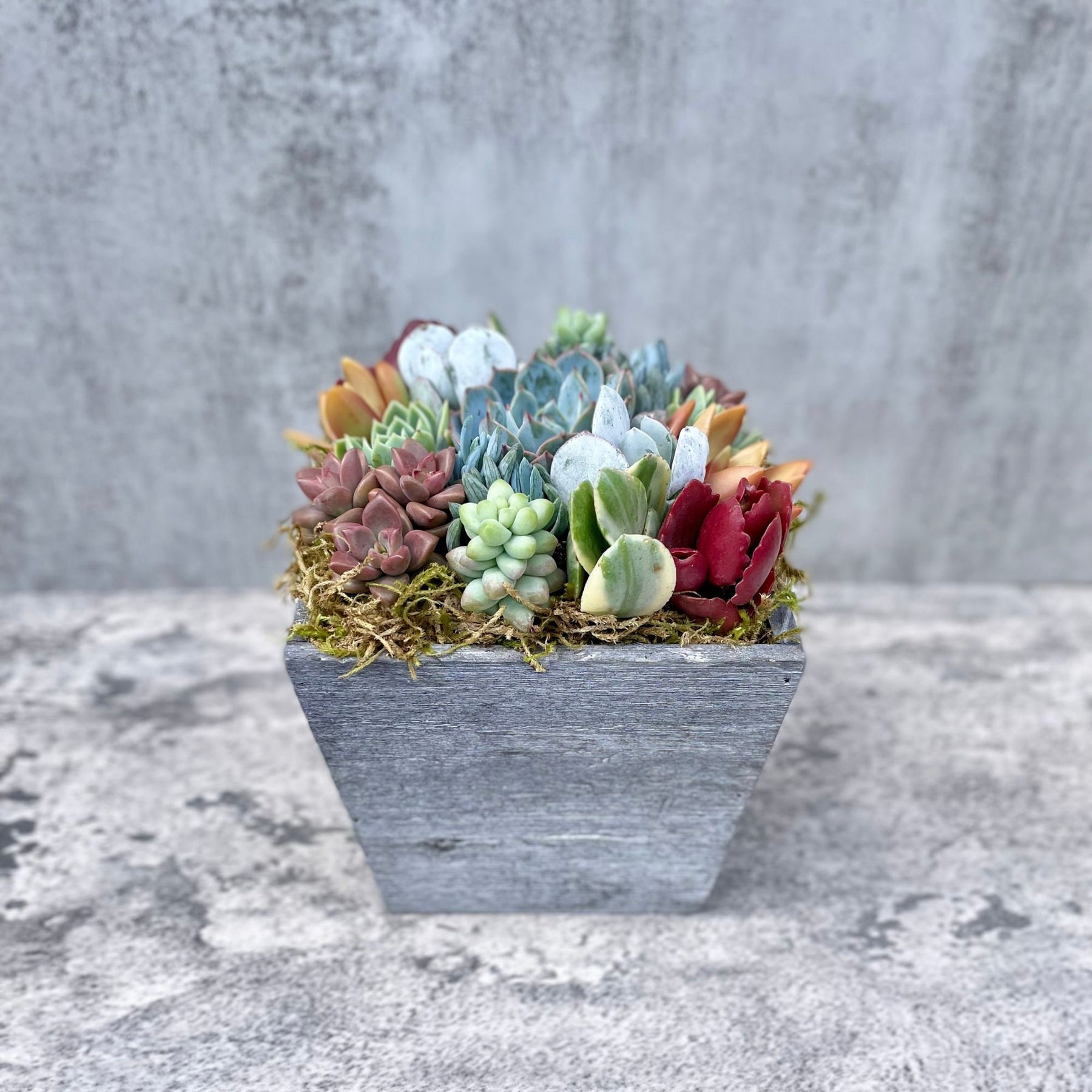 kaleidoscope succulent Kaleidoscope Eyes - Live Succulent Garden Box