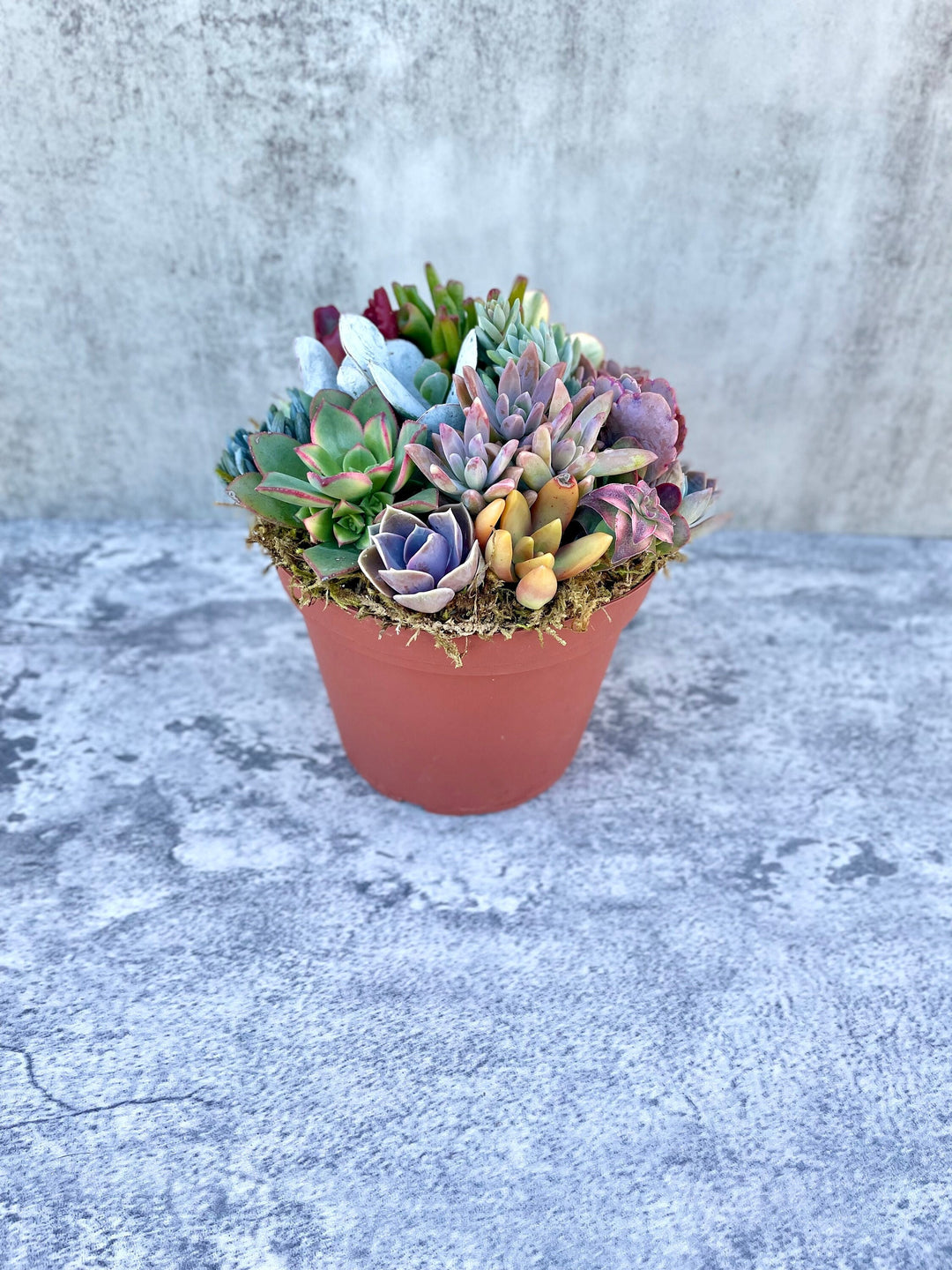succulent hashtags Pixie Paradise - Live 6” Succulent Arrangement