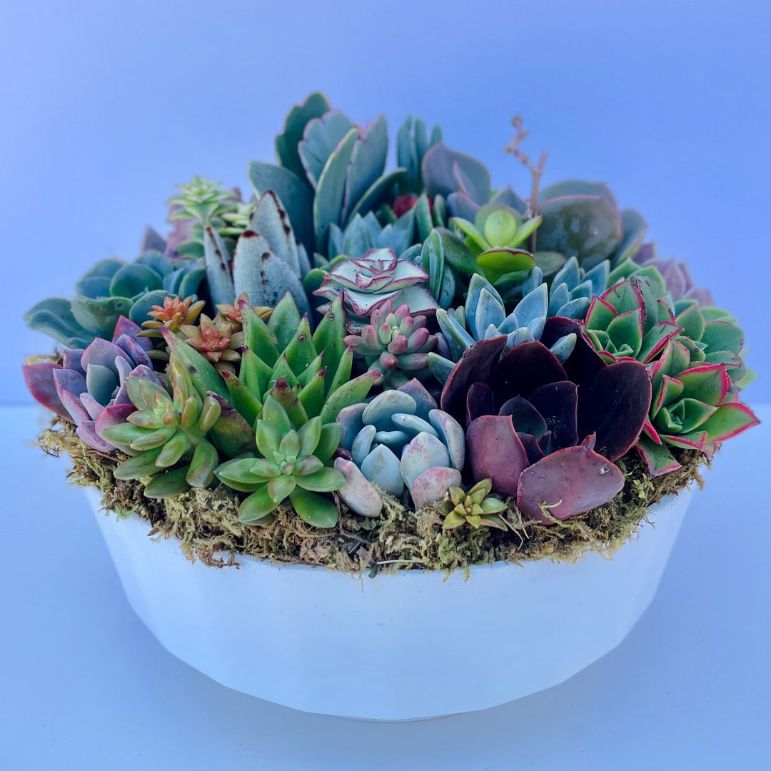 succulents castroville ca California Dreamin - Potted Succulent Garden