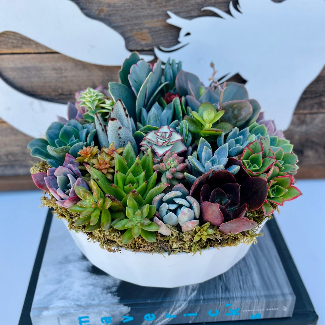 California Dreamin - Potted Succulent Garden