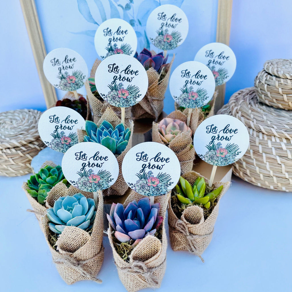 succulent favor ideas Let Love Grow
