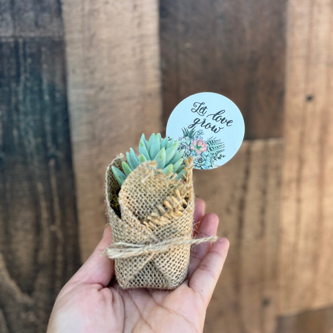 let love grow succulent wedding favors Let Love Grow