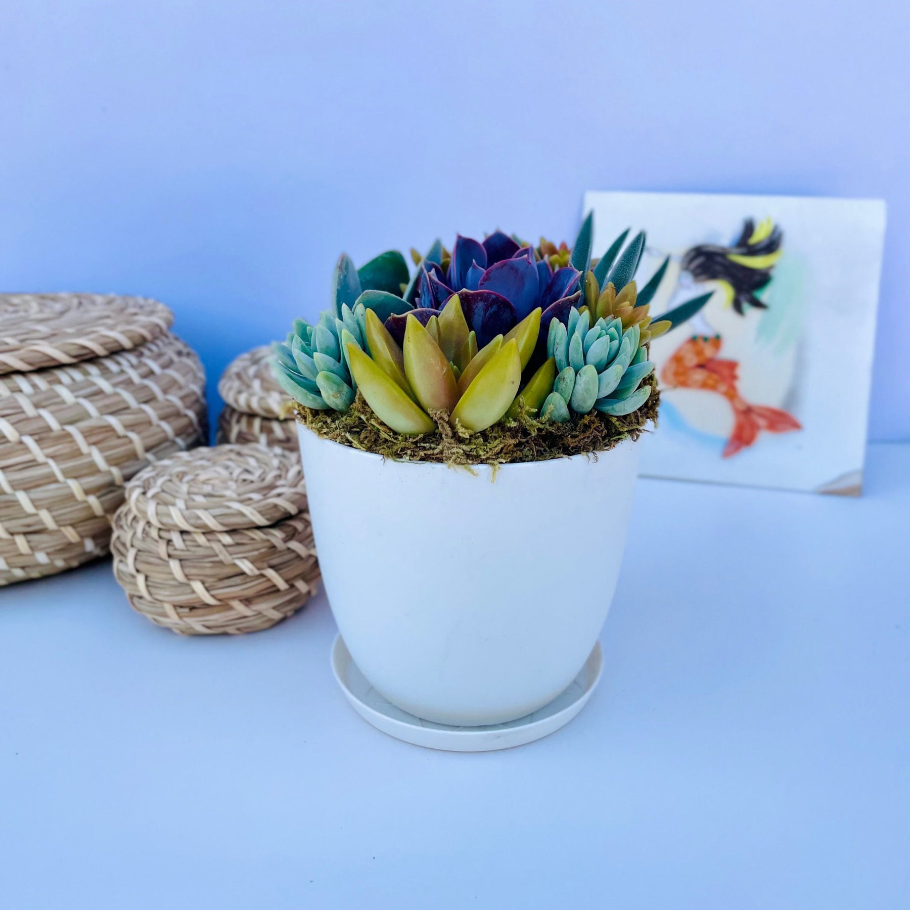 live potted succulent plants Harvest Moon - Potted Live Succulent Garden