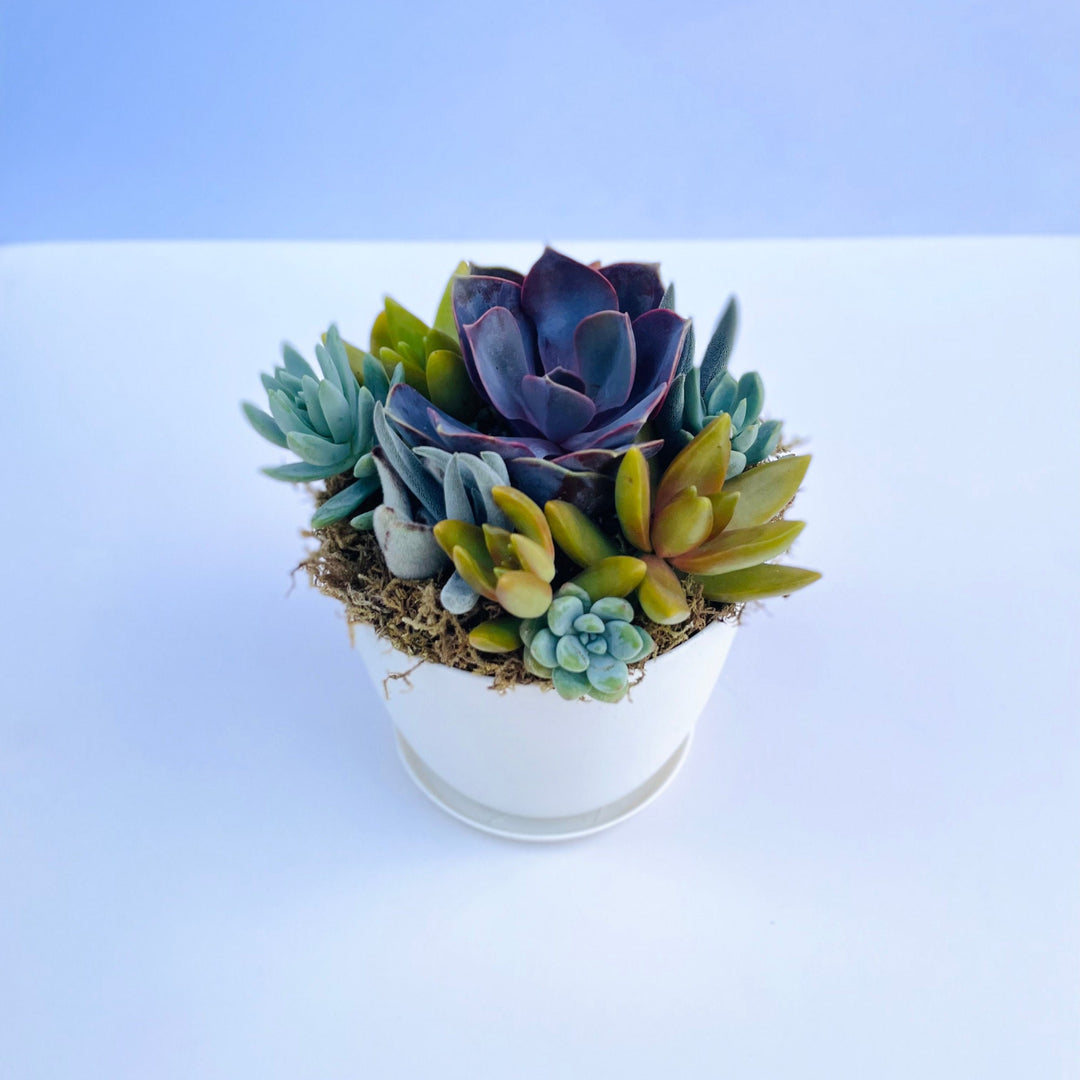 succulents in half moon bay Harvest Moon - Potted Live Succulent Garden
