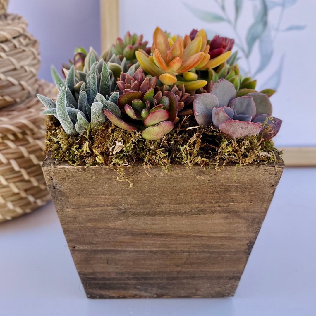 wispy succulents Kaleidoscope Eyes - Live Succulent Garden Box