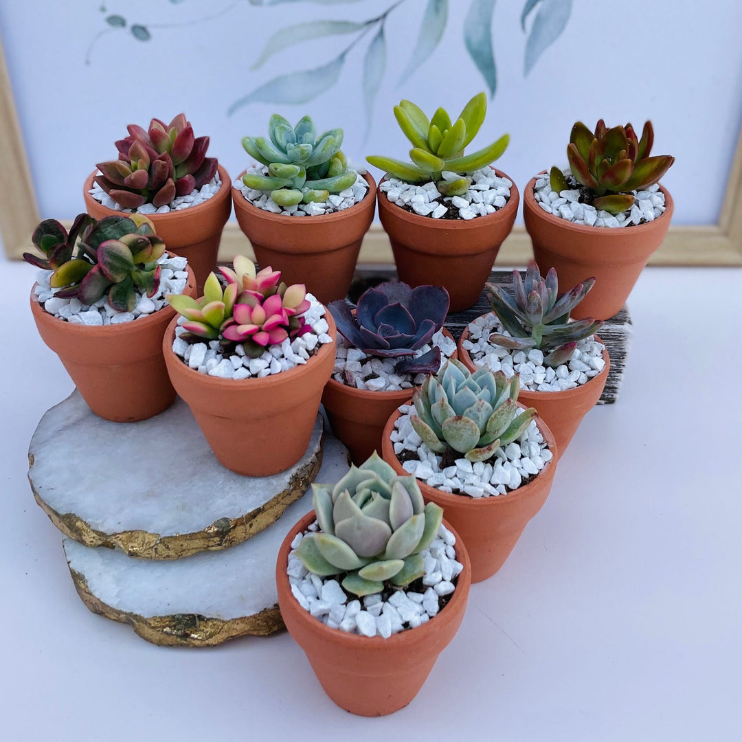 ftd succulent plants Tootie Fruity- Mini Potted Succulent – Surfside Succulents