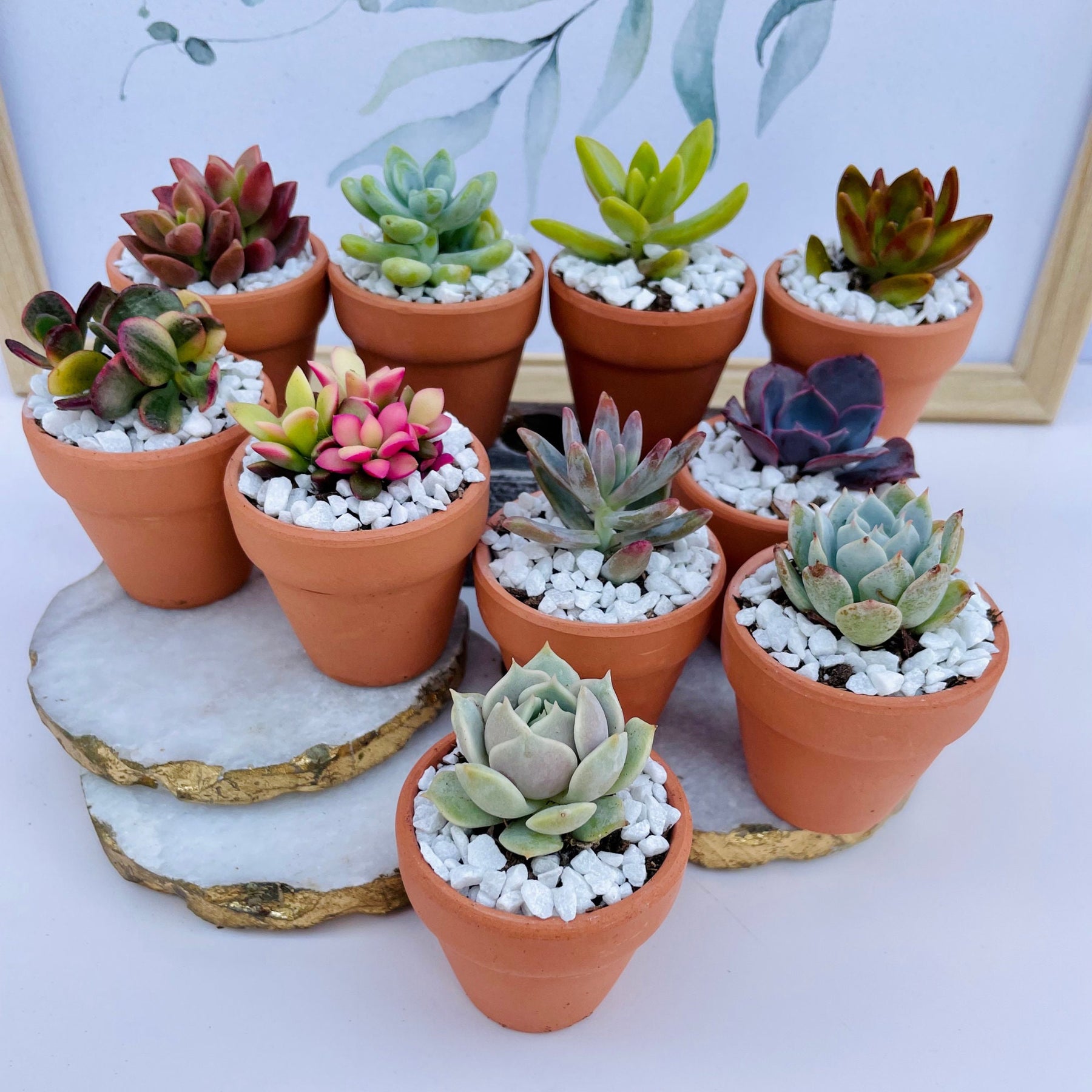 buy small succulent plants Tootie Fruity- Mini Potted Succulent – Surfside Succulents