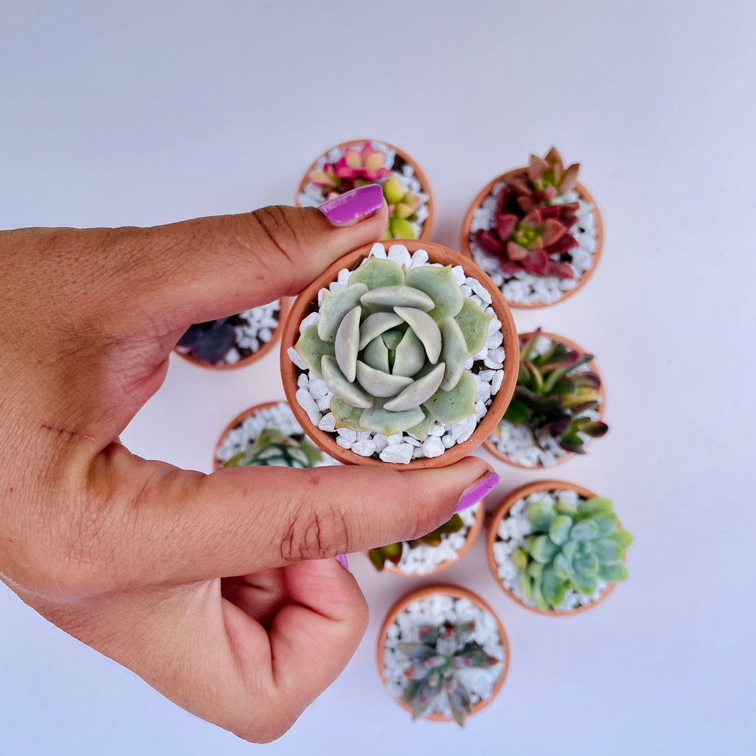 miniature succulent plants Tootie Fruity- Mini Potted Succulent