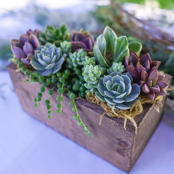 succulent arrangement gift Wind and Sea - Live Succulent Arrangement