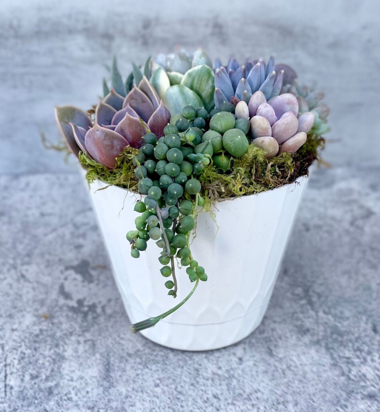 mini live succulent plants Surfside Serenade - 4” Potted Live Succulent Arrangement