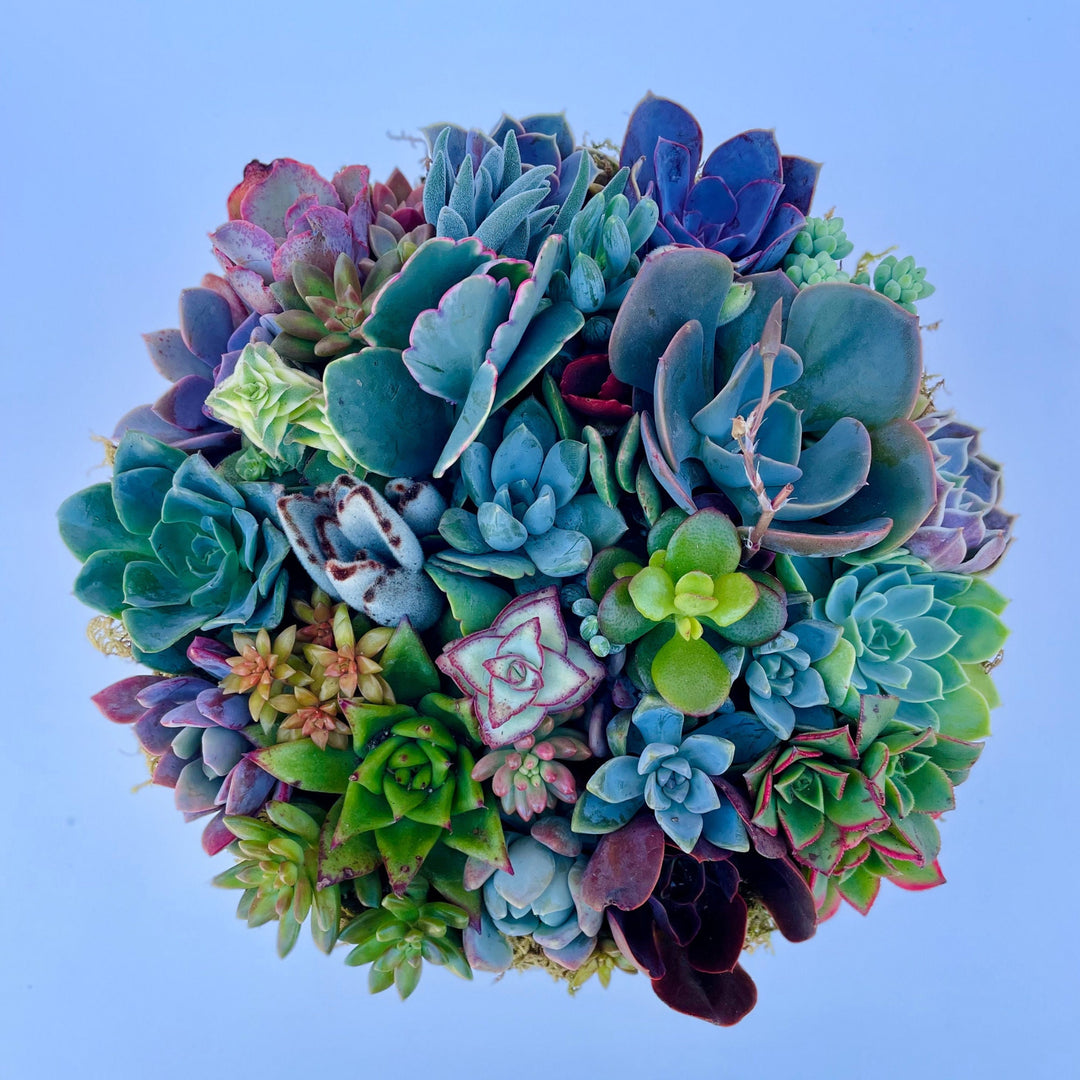 California Dreamin - Potted Succulent Garden - Ships Free!  Surfside  Succulents