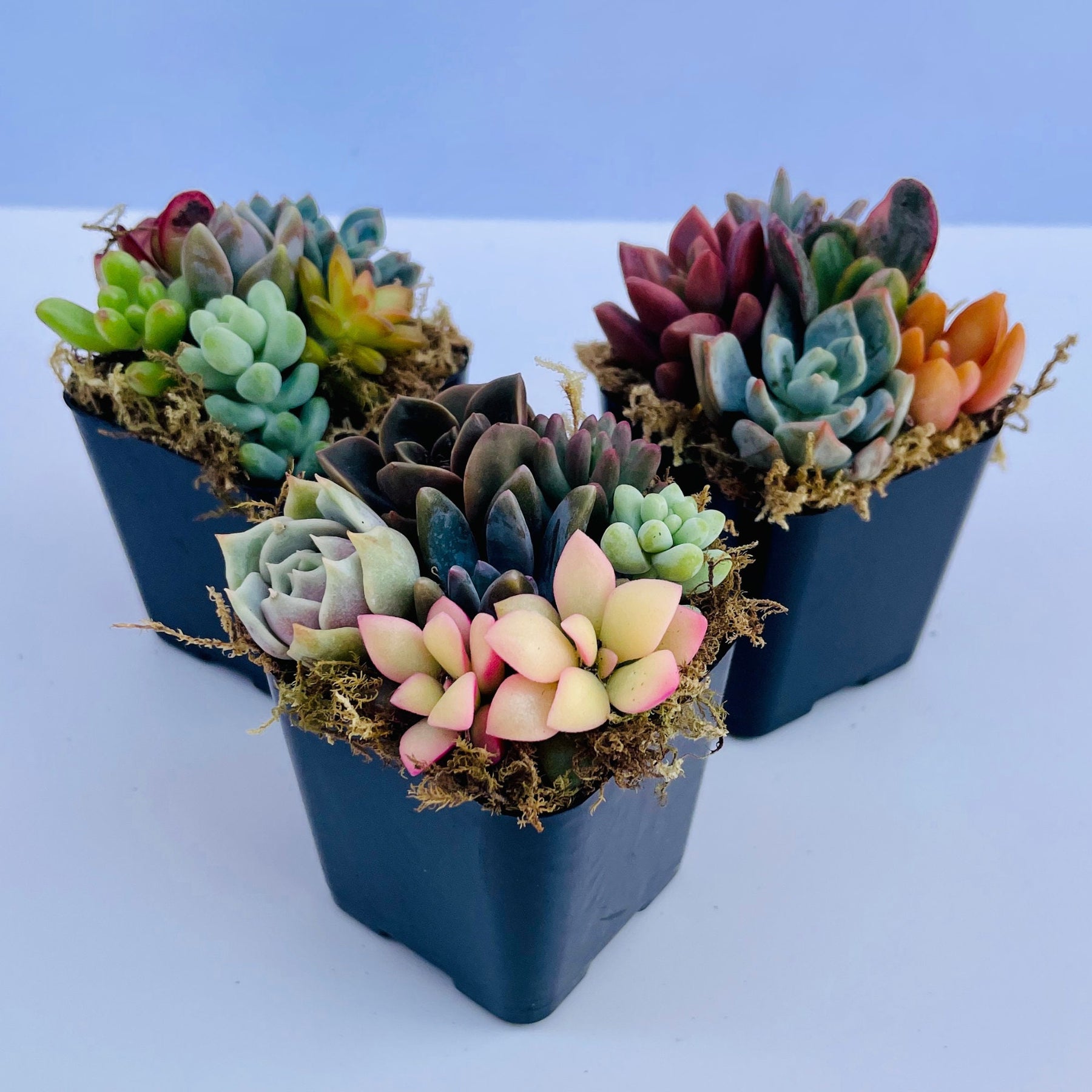 ftd succulent plants Fairy Farts