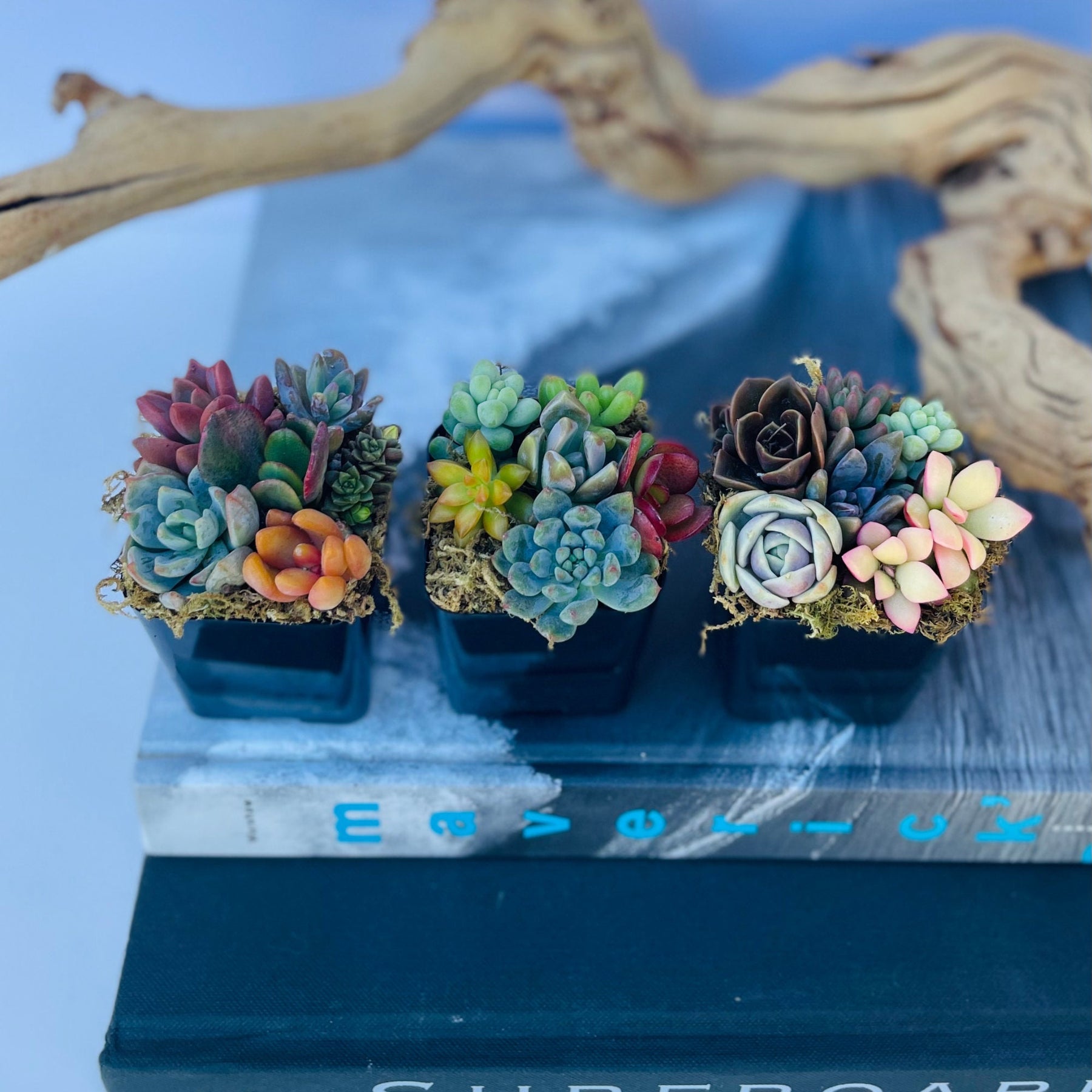 blue fairy garden succulents Fairy Farts
