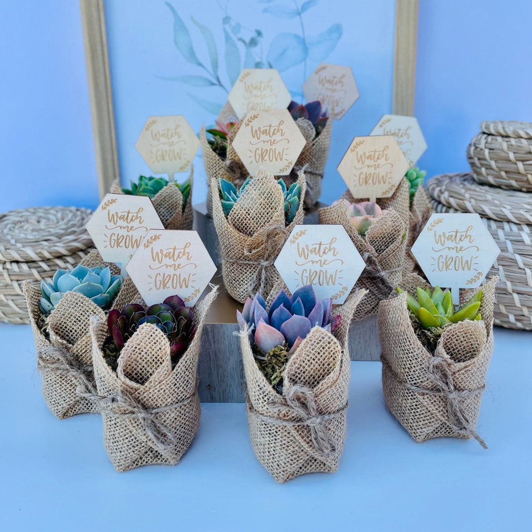 succulent favor ideas Watch Me Grow Baby Shower Favors