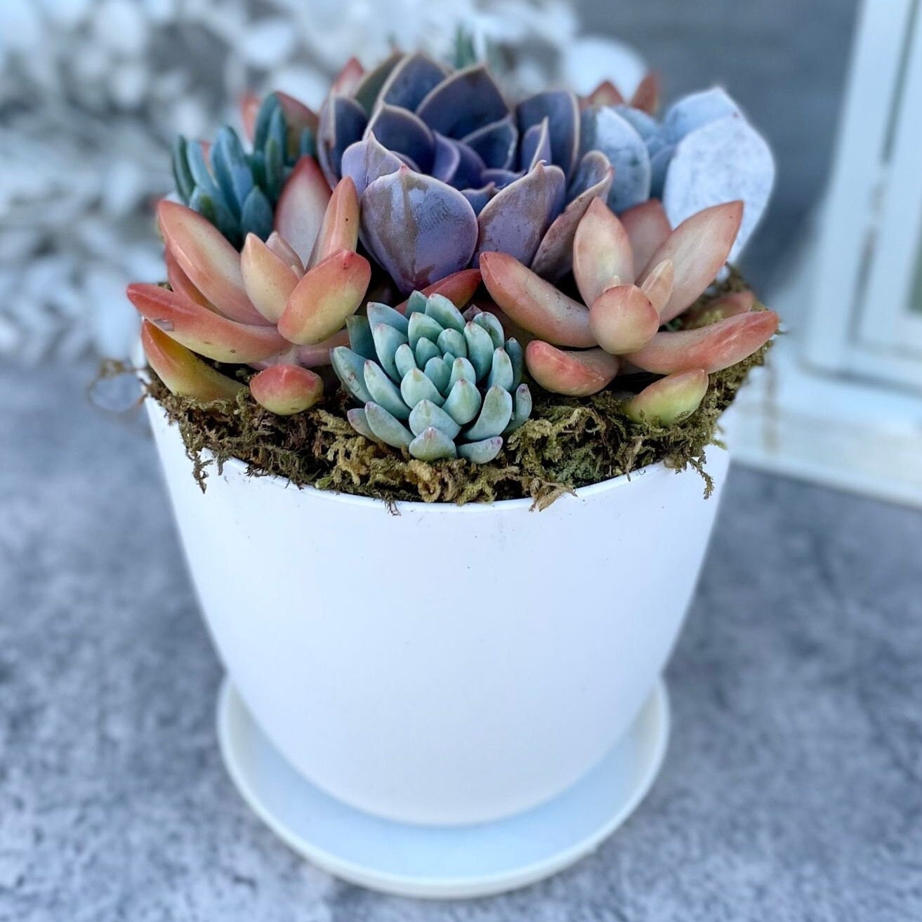 succulent plants shipped Harvest Moon - Potted Live Succulent Garden
