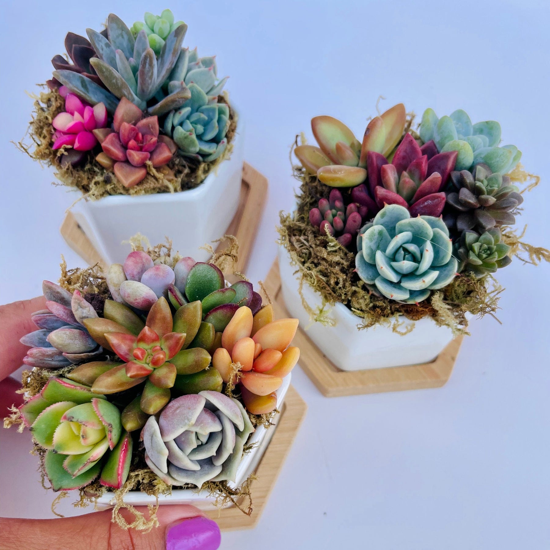 bubble succulent Honey Bubbles - Live Mini Succulent Garden in Ceramic Pots