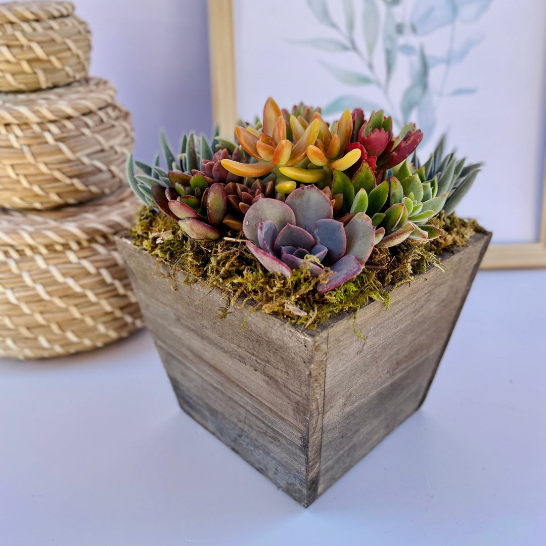 succulents box lake forest Kaleidoscope Eyes - Live Succulent Garden Box