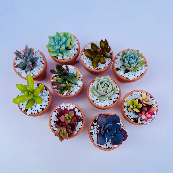Tootie Fruity- Mini Potted Succulent – Surfside Succulents