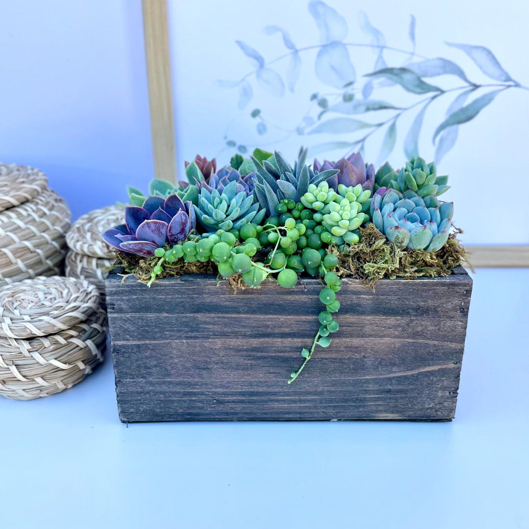 shipping succulents Wind and Sea - Live Succulent Arrangement